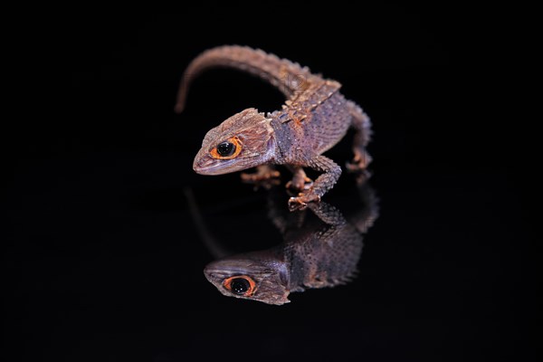 Red-eyed crocodile skink (Tribolonotus gracilis), adult, running, captive, New Guinea