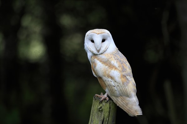 Barn owl, (Tyto alba), adult, on wait, Lowick, Northumberland, England, Great Britain