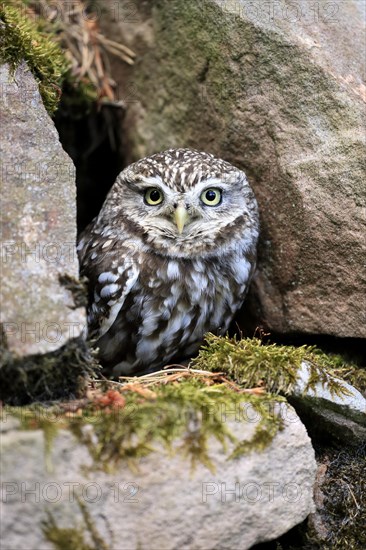 Little owl (Athene noctua), (Tyto alba), adult, at breeding den, alert, portrait, Lowick, Northumberland, England, Great Britain