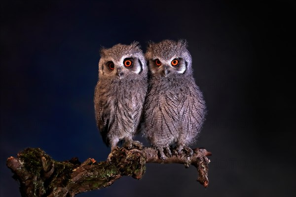 Southern white-faced owl (Ptilopsis granti), juvenile, two juveniles, siblings, at night, on guard, captive