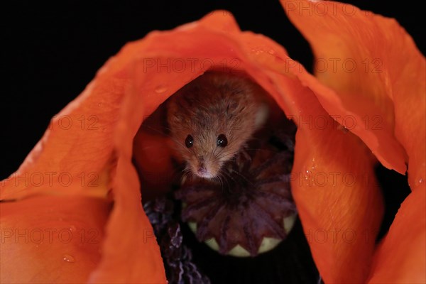 Common harvest mouse, (Micromys minutus), adult, on corn poppy, flower, foraging, at night, Scotland, Great Britain