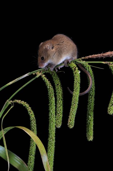 Eurasian harvest mouse (Micromys minutus), adult, on plant stalks, ears of corn, foraging, at night, Scotland, Great Britain