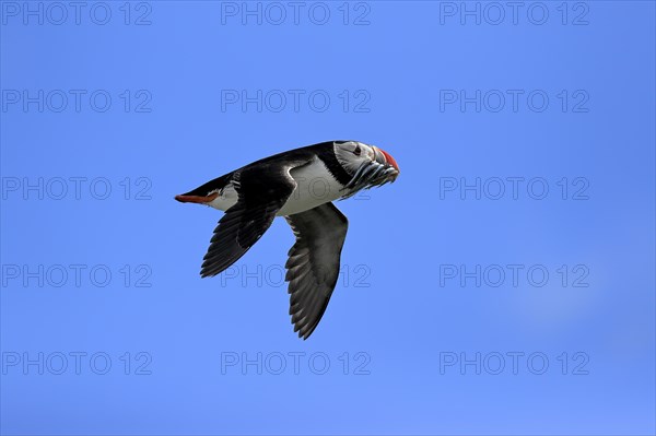 Puffin (Fratercula arctica), adult, flying, with sand eels, with food, Faroe Islands, England, Great Britain, Europe