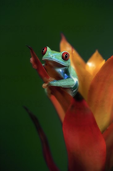 Red-eyed tree frog (Agalychnis callidryas), adult, on bromeliad, captive, Central America