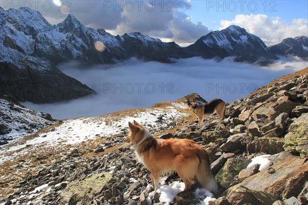 A dog gazes at a stunning mountainous landscape with clouds and snow, Amazing Dogs in the Nature