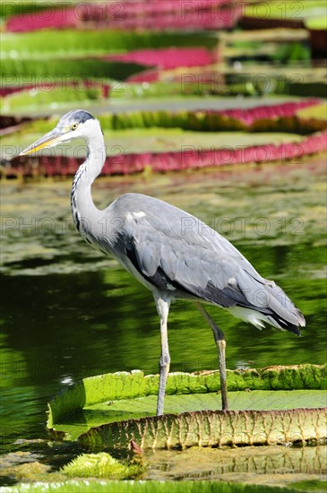 A grey heron (Ardea cinerea) stands on flowering water lily pads in a pond, Stuttgart, Baden-Wuerttemberg, Germany, Europe