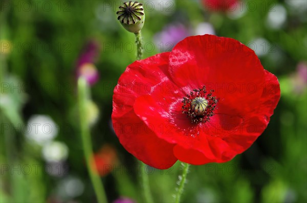 A bright red poppy flower (Papaver rhoeas), close-up with detailed centre, Stuttgart, Baden-Wuerttemberg, Germany, Europe