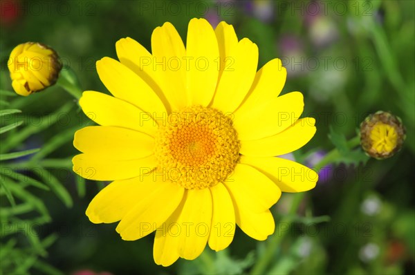 A sun-yellow golden marguerite (Anthemis tinctoria), in macro photograph with green background, Stuttgart, Baden-Wuerttemberg, Germany, Europe