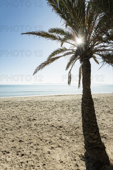 Beach with palm trees, Can Picafort, Bay of Alcudia, Majorca, Balearic Islands, Spain, Europe