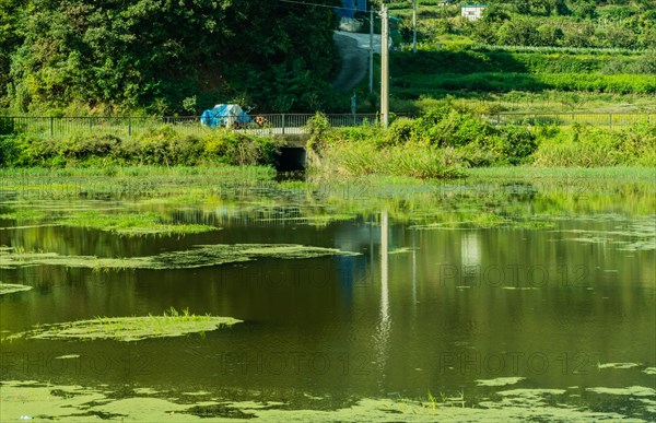 A tranquil pond dotted with lily pads and lush green surroundings, in South Korea