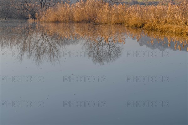 Calm blue waters reflecting trees and reeds under a clear sky, in South Korea