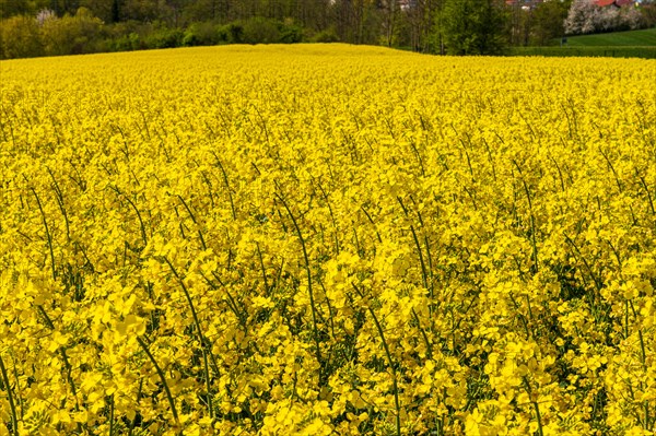 Close-up of yellow rapeseed flowers with a blurred green background, rapeseed, Brassica napus, Vohwinkel, Wuppertal, Bergisches Land, North Rhine-Westphalia