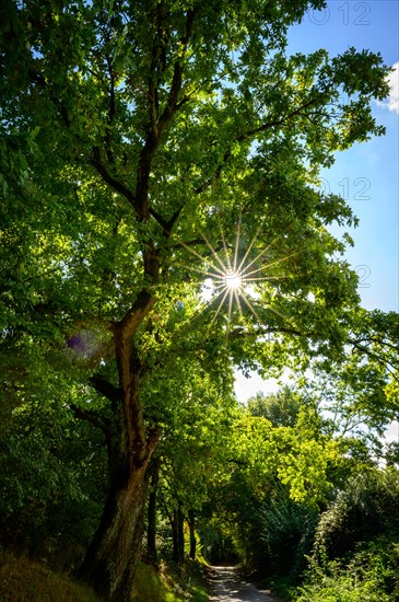 Sunbeams shine through the leaves of a large tree on a forest path, Wuelfrath, Mettmann, Bergisches Land, North Rhine-Westphalia