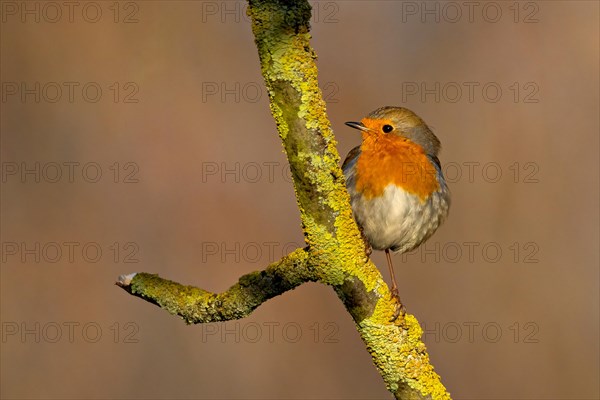 Robin stands on a moss-covered branch in warm sunlight, looking to the side, Erithacus rubecula, Robin, Wagbachniederung