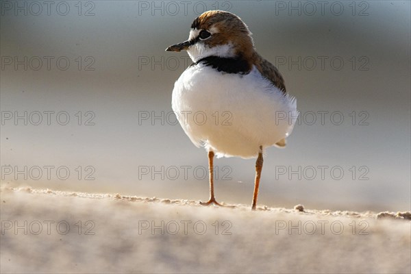 Slender-billed plover (Anarhynchus collaris) Pantanal Brazil