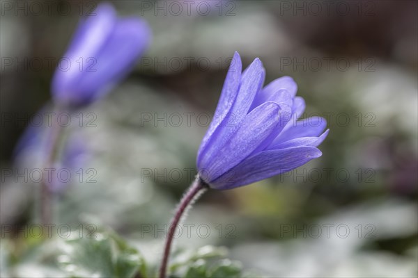 Grecian windflower (Anemone blanda), Speyer, Rhineland-Palatinate, Germany, Europe