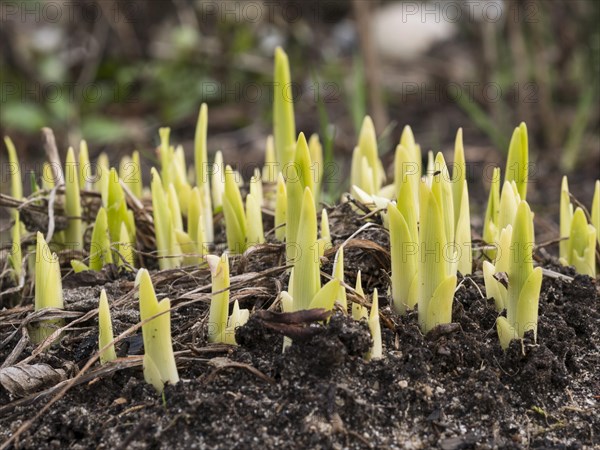 Daylilies (Hemerocallis), shoots, sprout, spring, garden, Lueneburg, Lower Saxony, Germany, Europe