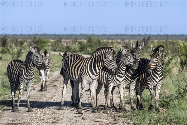 Plains zebra (Equus quagga) herd, Madikwe Game Reserve, North West Province, South Africa, RSA, Africa