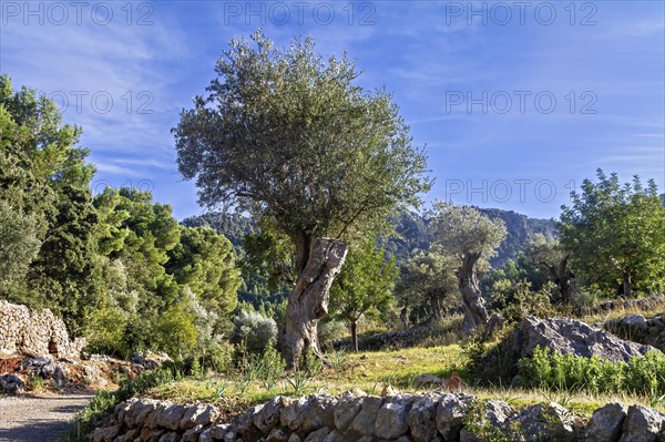 Scenic view of olive trees against a blue sky surrounded by a stone wall, Hiking tour from Estellences to Banyalbufar, Mallorca