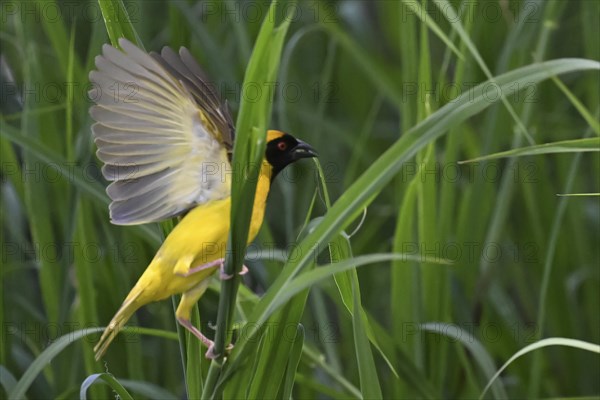 Southern masked weaver (Ploceus velatus) collecting nesting material, Madikwe Game Reserve, North West Province, South Africa, RSA, Africa