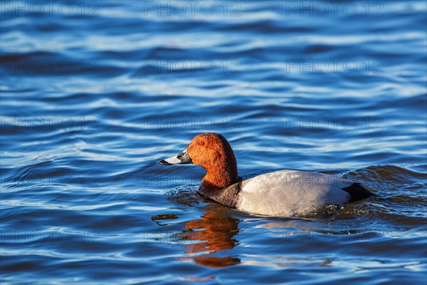 Colorful male Pochard (Aythya ferina) bird swimming in a lake