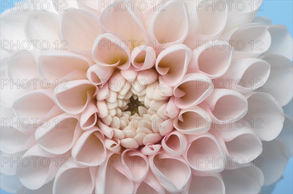 Dahlia pompom on blue background