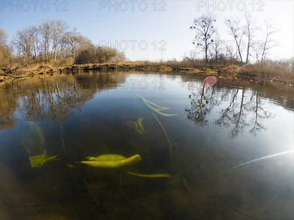 Yellow water-lilies (Nuphar lutea), water, Lower Austria