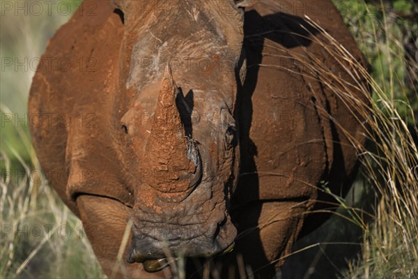 White rhinoceros (Ceratotherium simum) portrait, Madikwe Game Reserve, North West Province, South Africa, RSA, Africa