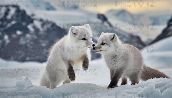 KI generated, Two young arctic foxes (Vulpes lagopus)