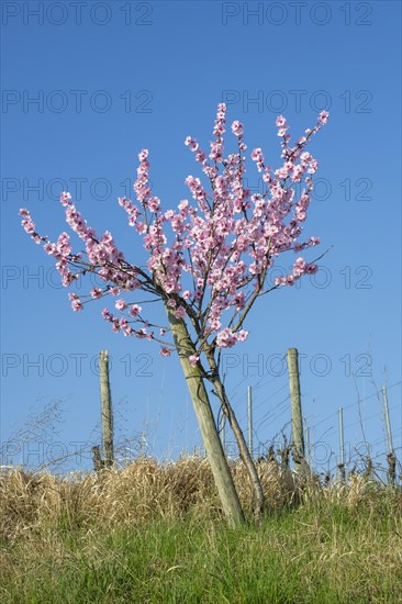 Flowering almond tree (Prunus dulcis) Almond blossom, blue sky, vineyard, Baden-Wuerttemberg, Germany, Europe