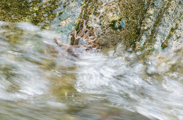 Two chinese mitten crab (Eriocheir sinensis), invasive species, neozoon, crabs, young animals cling to a rock on their migration upstream, flowing, moving water washes around stones, motion blur conveys the flow speed, rapids, river, body of water, barrage of the Elbe in Geesthacht, wiping effect, long exposure, soft focus, Lower Saxony, Schleswig-Holstein, Germany, Europe