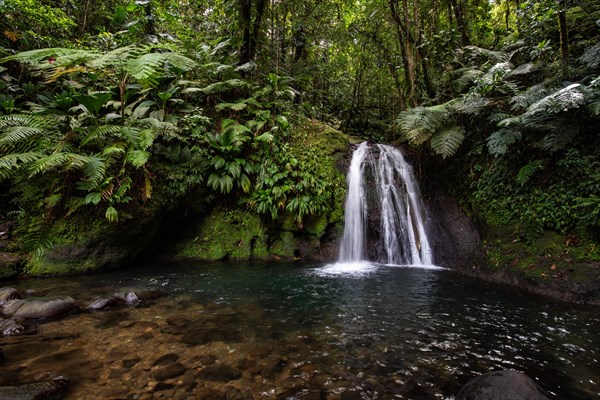 Pure nature, a waterfall with a pool in the forest. The Ecrevisses waterfalls, Cascade aux ecrevisses on Guadeloupe, in the Caribbean. French Antilles, France, Europe