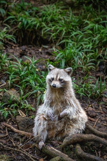 Raccoon in natural environment, close-up, portrait of the animal on Guadeloupe au Parc des Mamelles, in the Caribbean. French Antilles, France, Europe