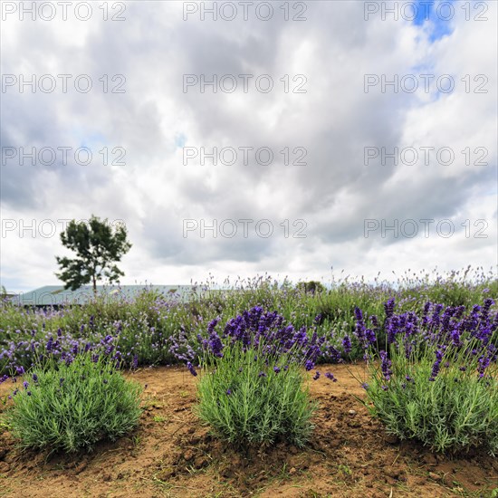 Lavender (Lavandula), lavender field on a farm, Cotswolds Lavender, Snowshill, Broadway, Gloucestershire, England, Great Britain