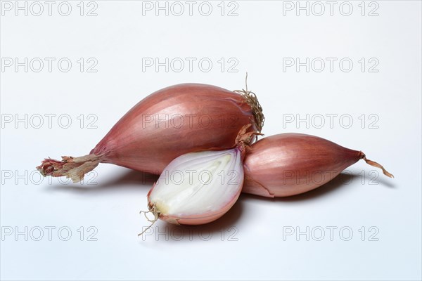 Shallot, Allium cepa