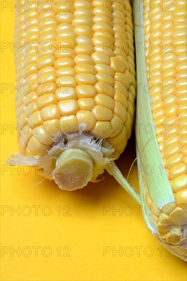 Corn corn cob with yellow background, close-up, corn (Zea mays)