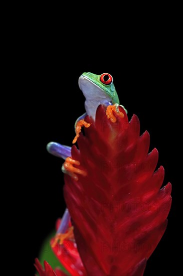 Red-eyed tree frog (Agalychnis callidryas), adult, on bromeliad, captive, Central America