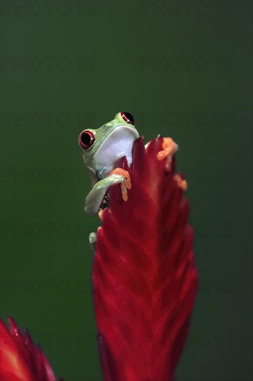 Red-eyed tree frog (Agalychnis callidryas), adult, on bromeliad, captive, Central America