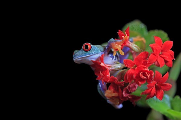 Red-eyed tree frog (Agalychnis callidryas), adult, on flower, captive, Central America