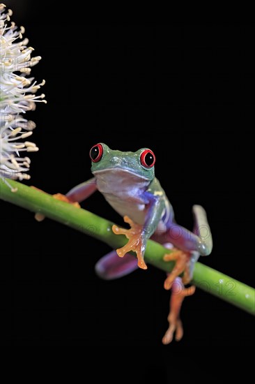 Red-eyed tree frog (Agalychnis callidryas), adult, on green stem, Aeonium, captive, Central America