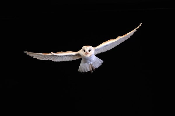 Barn Owl, (Tyto alba), adult, flying, at night, Lowick, Northumberland, England, Great Britain