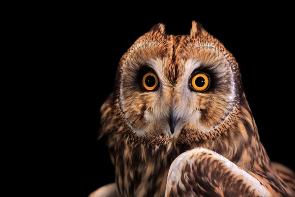 Short-eared owl (Asio flammeus), adult, at night, perch, alert, portrait, Great Britain