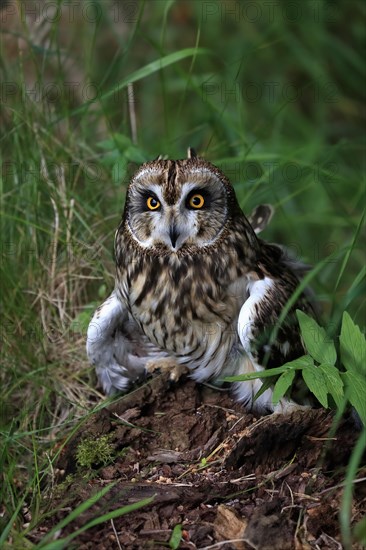 Short-eared owl (Asio flammeus), adult, on the ground, vigilant, Great Britain