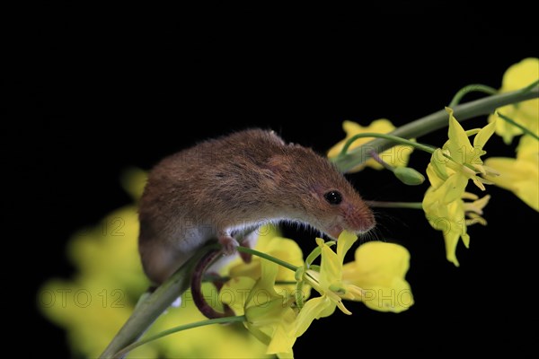 Eurasian harvest mouse (Micromys minutus), adult, on plant stem, flowering, foraging, at night, Scotland, Great Britain