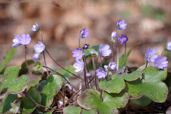 Liverwort (Hepatica nobilis), plant, flower, blue, protected, Germany, The blue-violet flowers of the liverwort bloom in early March, Europe