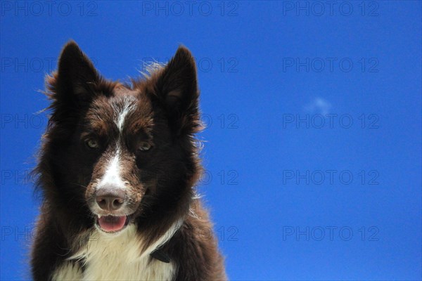Portrait of an attentive dog against a bright blue sky, Amazing Dogs in the Nature