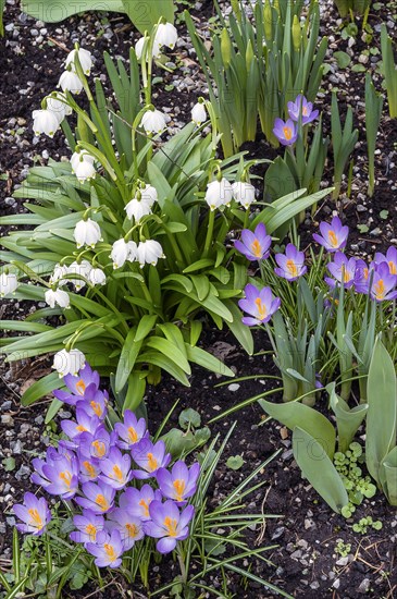 Crocuses (Crocus), and spring knot flowers (Leucojum vernum), also known as marsh fritillaries, Allgaeu, Bavaria, Germany, Europe