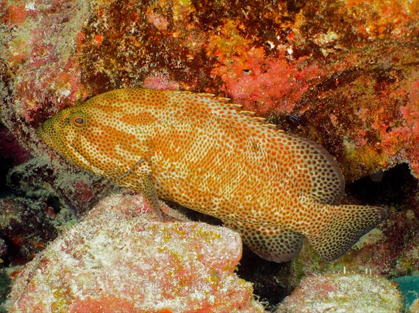 Caribbean grouper (Cephalopholis cruentata), dive site John Pennekamp Coral Reef State Park, Key Largo, Florida Keys, Florida, USA, North America