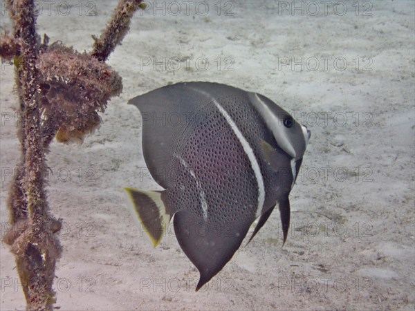 Gray angelfish (Pomacanthus arcuatus), juvenile, dive site Nursery, Tavernier, Florida Keys, Florida, USA, North America
