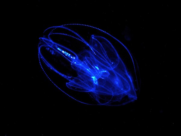 Lobed ribbed jellyfish (Leucothea multicornis), comb jellyfish, at night, dive site, Riviera Beach, Florida, USA, North America